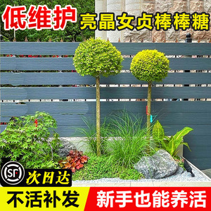 速发亮晶贞棒棒糖花境植物川滇蜡树蓝冰柏柠之檬光亮金贞四季常青