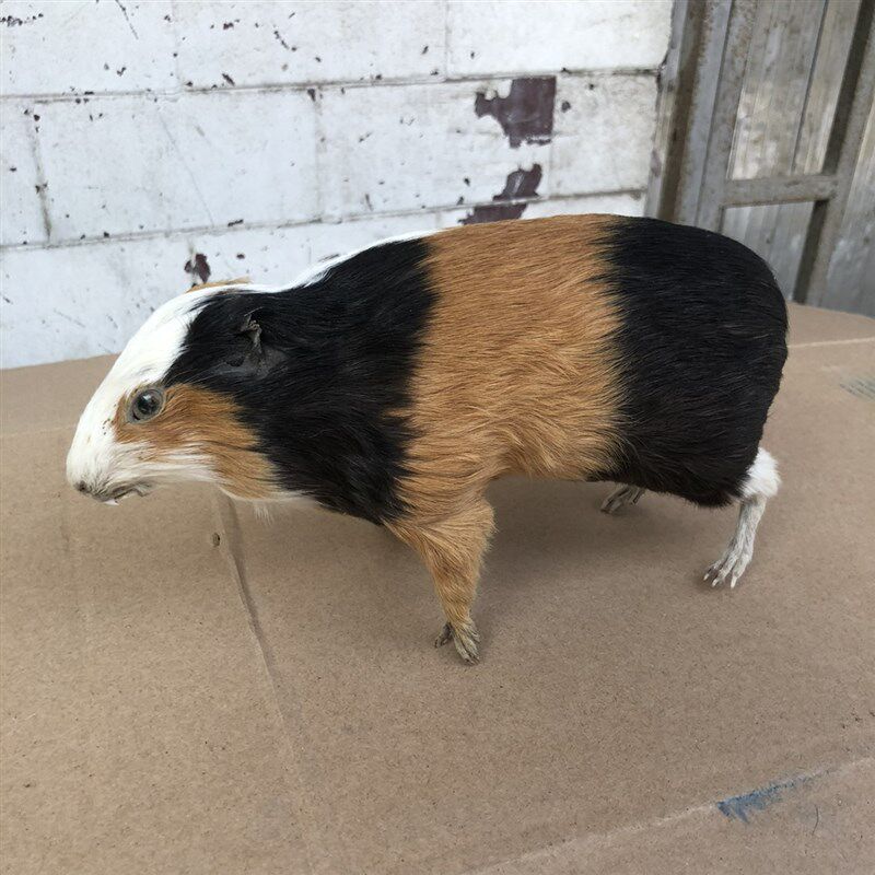 速发老本动物教学标本博物馆展馆用材褐家鼠白本生物研究