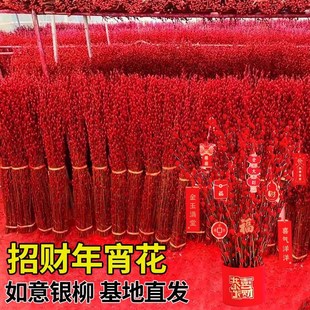 速发银柳真花鲜枝年宵花卉水1彩大红色银柳干花柳枝七养装饰招财