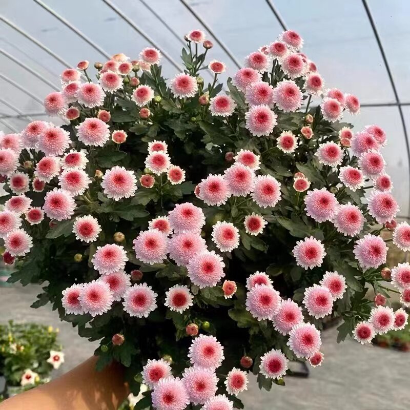 速发珠卉之卵盆栽花玉花品种带新苞耐寒大苗烫台多年生植物