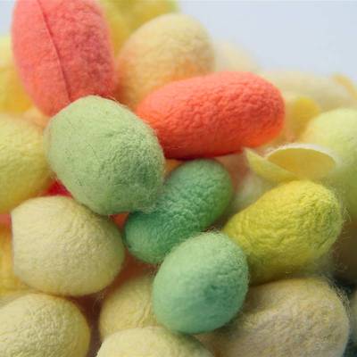 学生养春蚕宝宝卵活体套装天然彩色茧子七彩送桑叶工具饲养箱包活