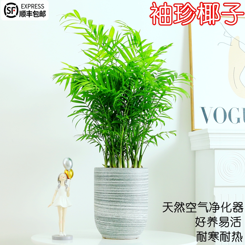 袖珍椰子盆栽室内客厅办公室桌面绿植四季好养观叶植物净化空气
