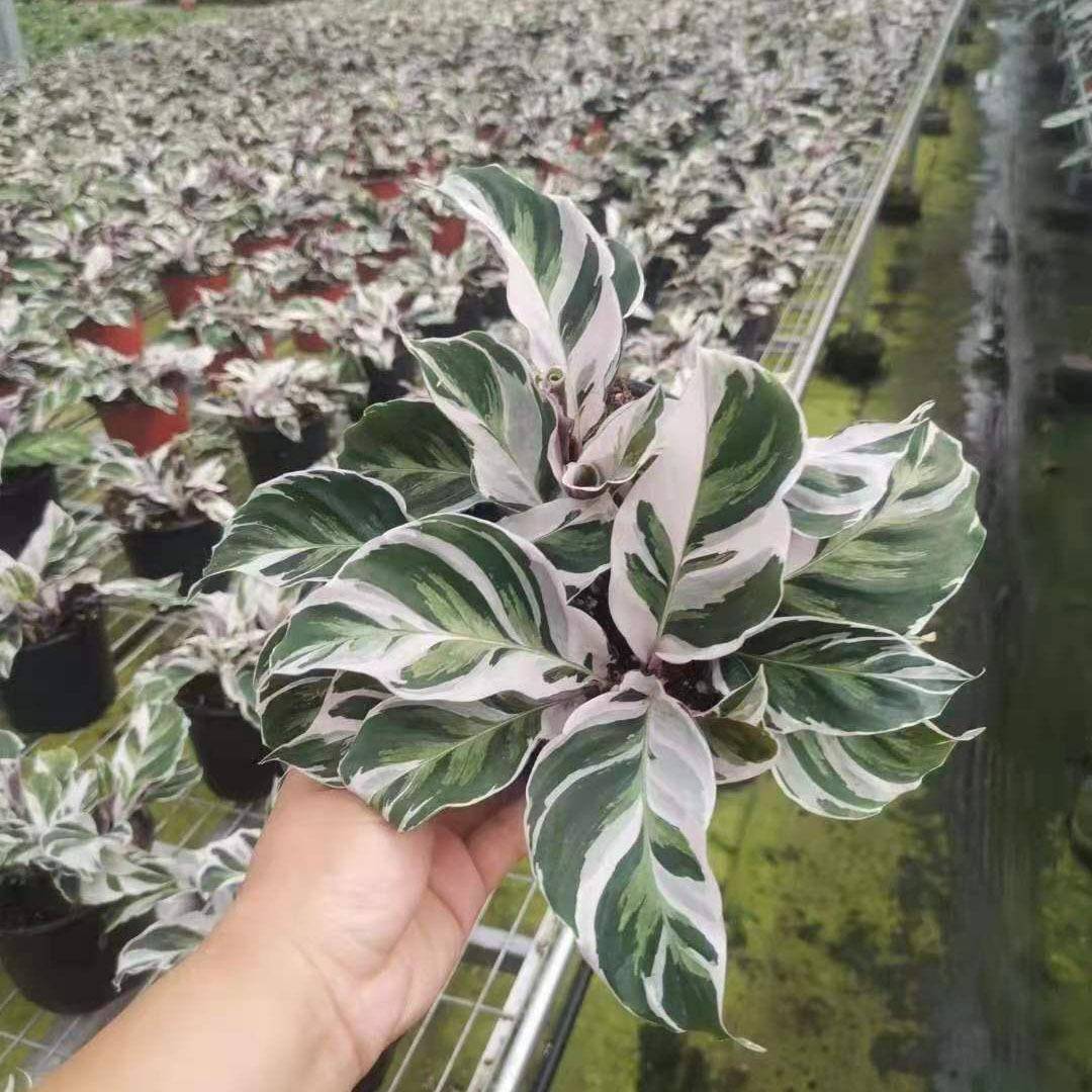 观叶植物盆栽居家盆栽花卉绿植竹芋150白油画