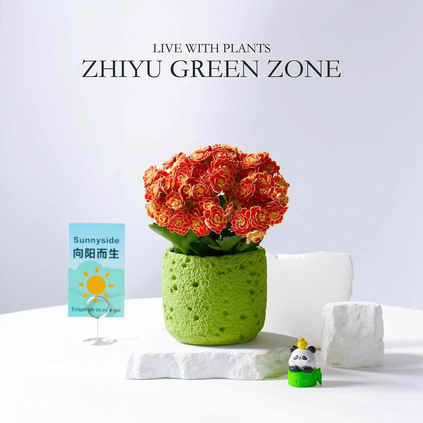 金狐狸长寿花工位盆栽多肉植物桌面阳台好养绿植室内解压花卉礼物