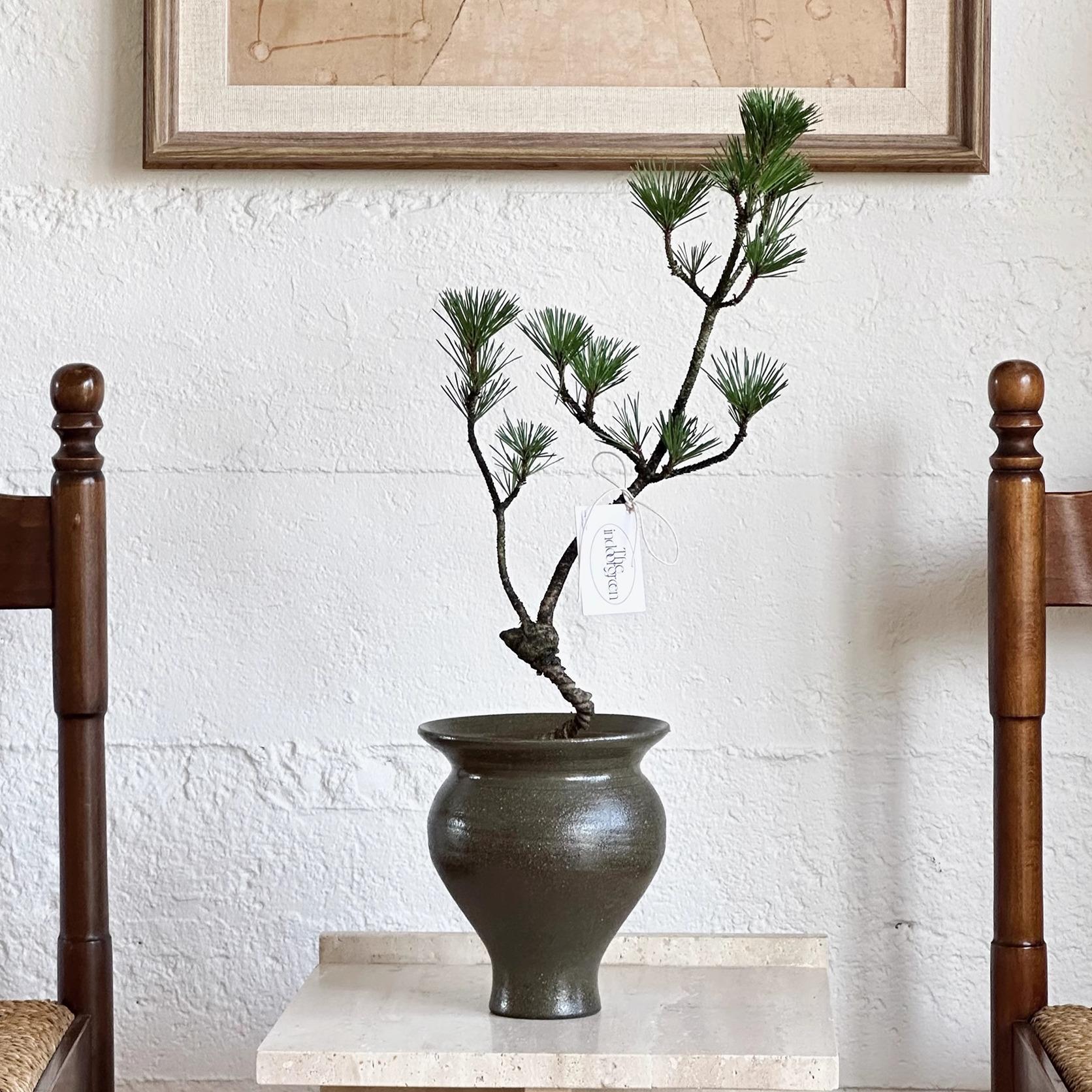 植物私生活 造型黑松盆景诧寂中古风玄关茶室植物软装盆栽
