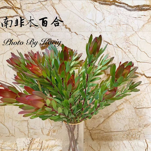 早安花园~宽叶木百合 南非进口花材 水培鲜切花