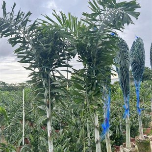 狐尾椰子树热带雨淋大型绿植庭院室外暴晒植O物四季常青盆栽棕榈