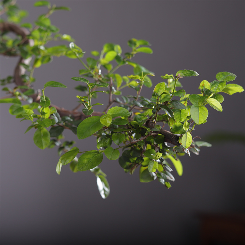 雀梅盆景老桩盆h栽室内植物办公室桌面悬崖造型树桩四季常青绿植