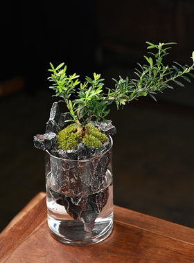 玄山桌面苔藓微景观造景植t物生态瓶绿植盆栽玻璃室内盆景创意摆