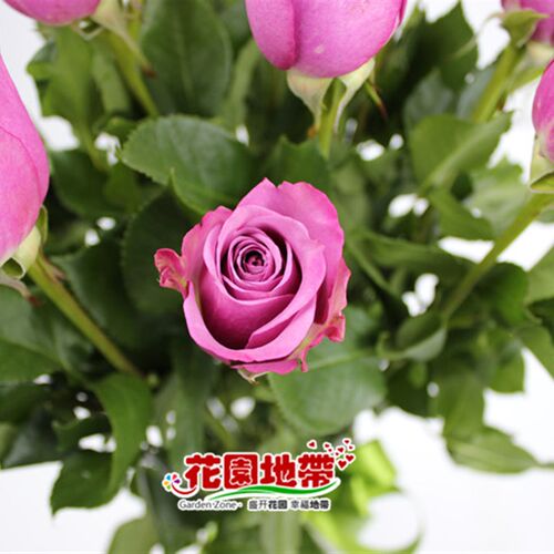 静好时光 d家庭生活插花 有香味紫色花卉 冷美人玫瑰 情人节礼物