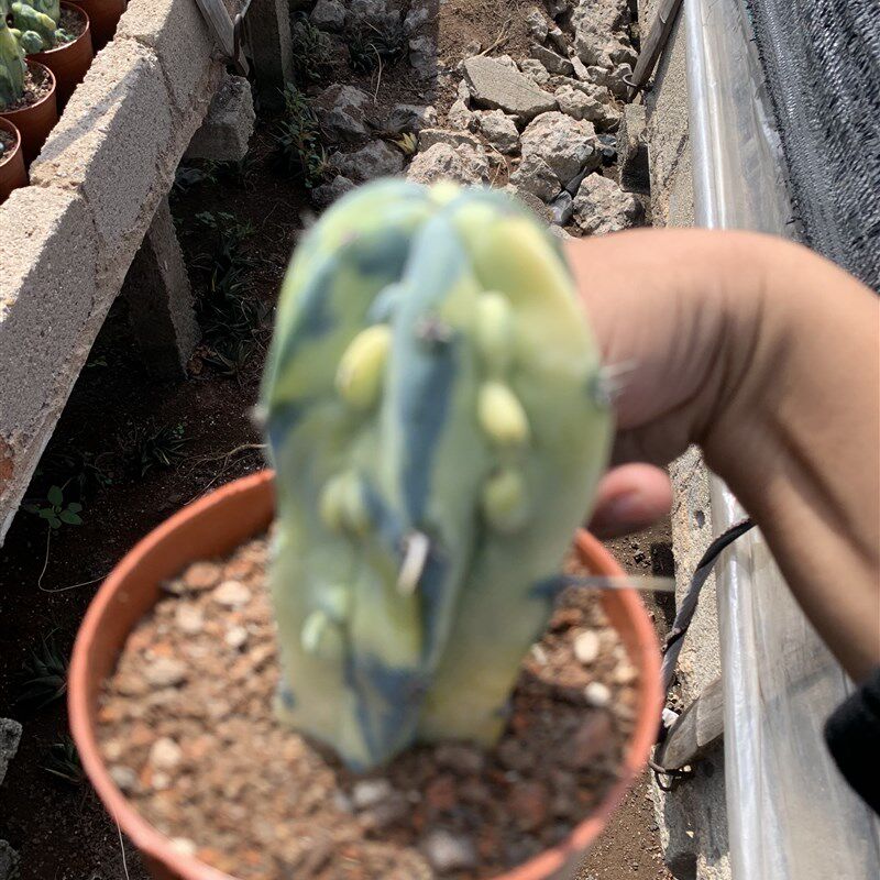 龙神木石化锦缀化锦稀有植物品种仙D人柱仙人掌科多肉植物绿植盆