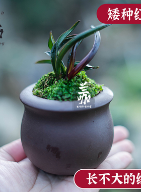 珍袖名贵迷你矮种建兰红草行龙奇叶四季兰花O名贵送礼植物精品盆