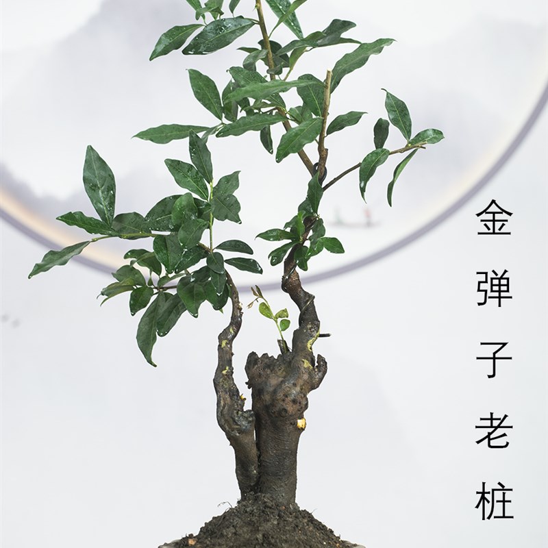 四川金掸子造型盆景桌面绿植观果客厅G办公室好养提根小品植物盆