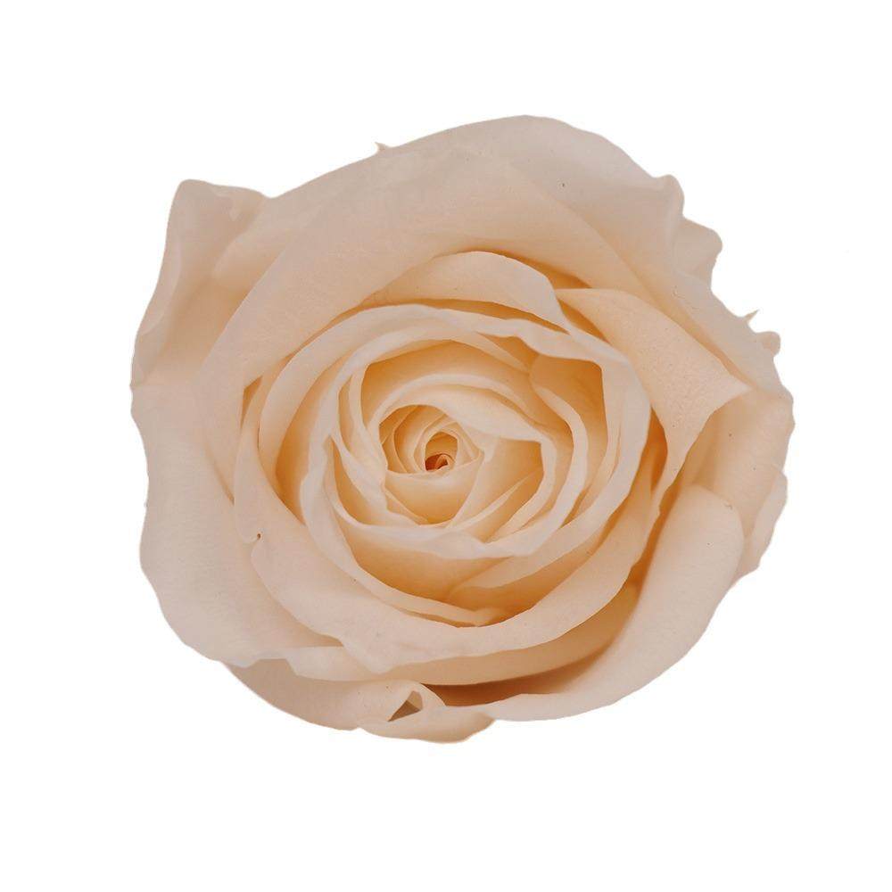 瑰B+永生花玫花真花2情-3c2m七夕人节永生花DIY云南5B级21朵0母亲,家居饰品,餐桌花艺,淘宝优惠券,粉丝福利购,淘宝优惠卷