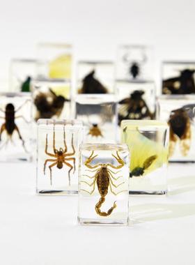 千年虫树脂滴胶昆虫动物100多种甲虫蜘蛛蝎子工艺品儿童研学摆件