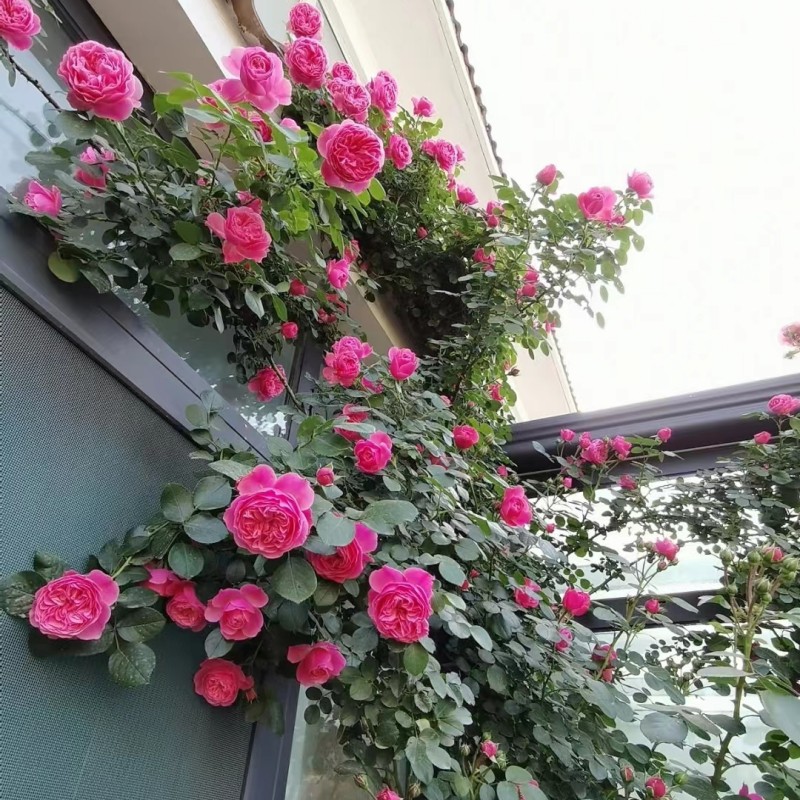 粉色达芬奇爬藤月季蔷薇花苗爬墙玫瑰花苗四季开花庭院栅栏花墙