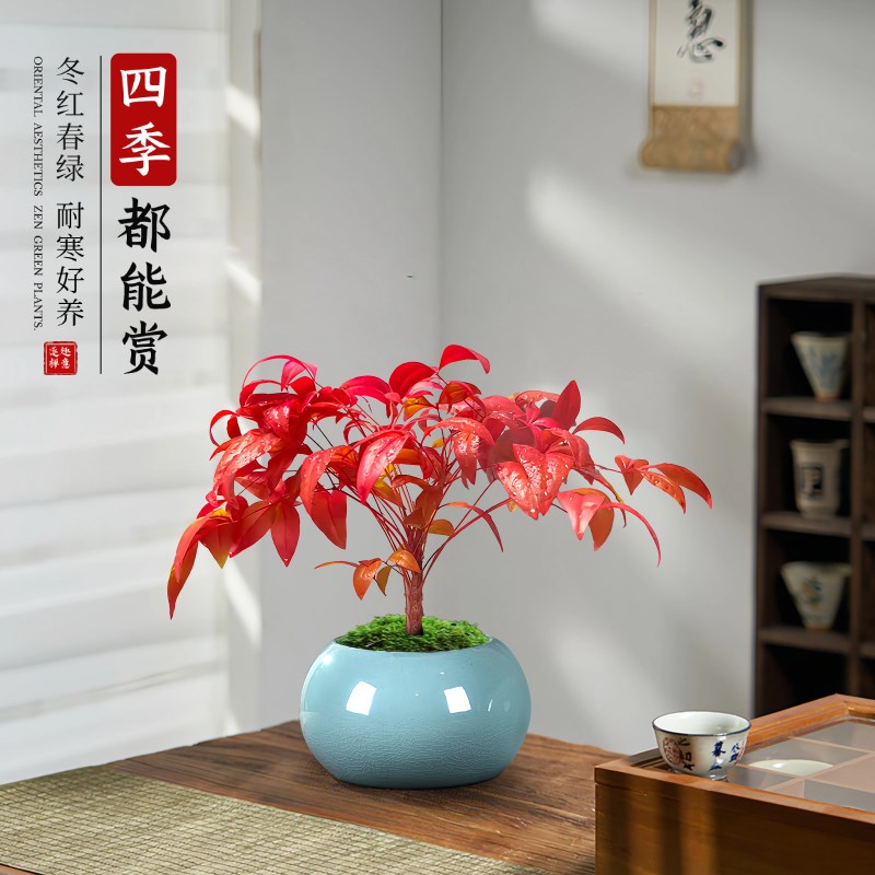 火焰南天竹盆栽观叶小盆景好养易活耐寒绿植书房茶桌禅意微景观