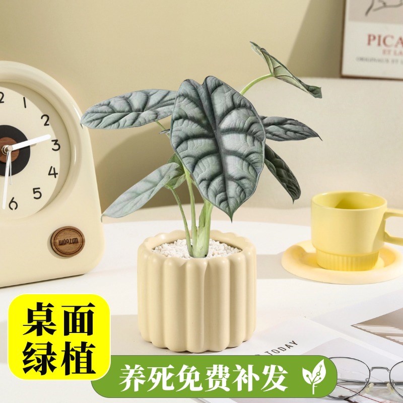 办公室绿植桌面小盆栽室内植物发财树网红ins摆件四季懒人栀子花