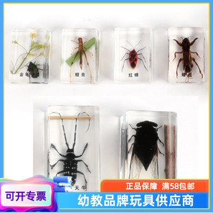 黑蚱蝉/蝼蛄/红蝽/金龟星天牛蝗虫教学动物标本真实 农田里的害虫
