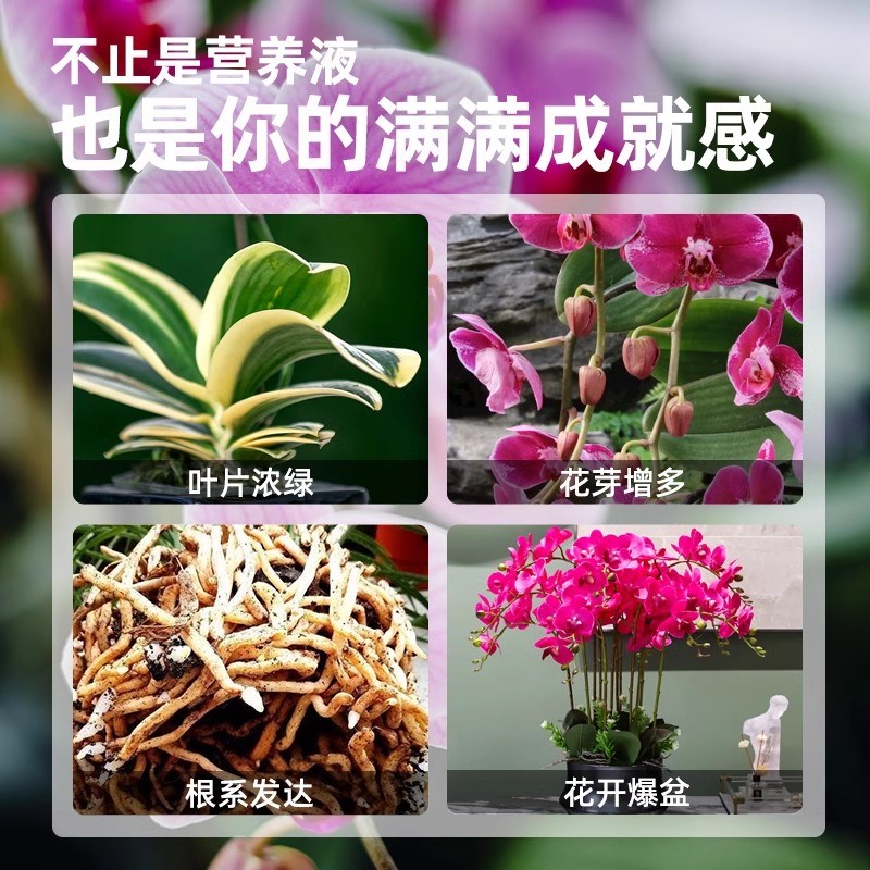蝴蝶兰营养液专用肥料促进开花植物通用型室内盆栽绿植花卉养花肥