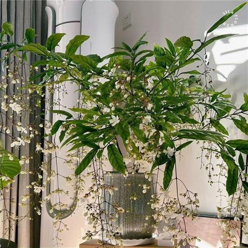 垂丝茉莉盆栽带花苞大苗老桩阳台室内植物垂吊易活水培绿植鲜花卉