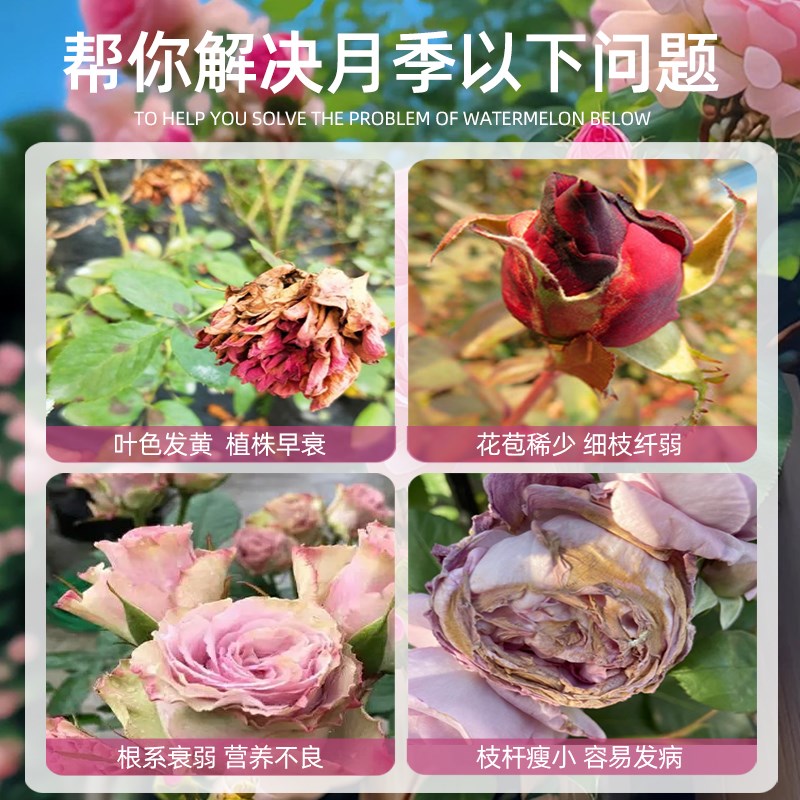 月季专用缓释肥营养液室内外花卉绿植植物盆栽专用花肥氮磷钾机肥