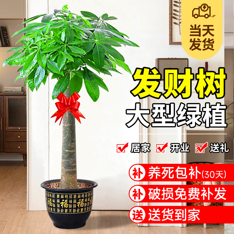 发财树盆栽室内好养大型招财树绿植物客厅办公室乔迁开业花卉盆景