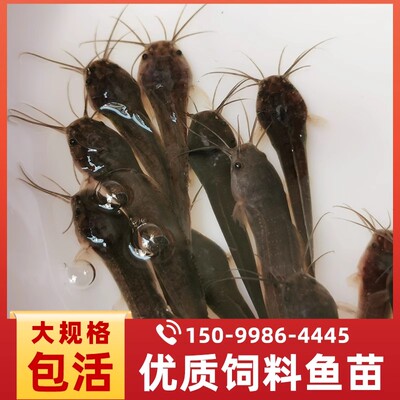 牛尾巴鱼苗四川重庆本地淡水养殖