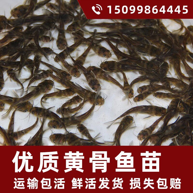 黄骨鱼苗淡水养殖食用活鱼黄辣丁