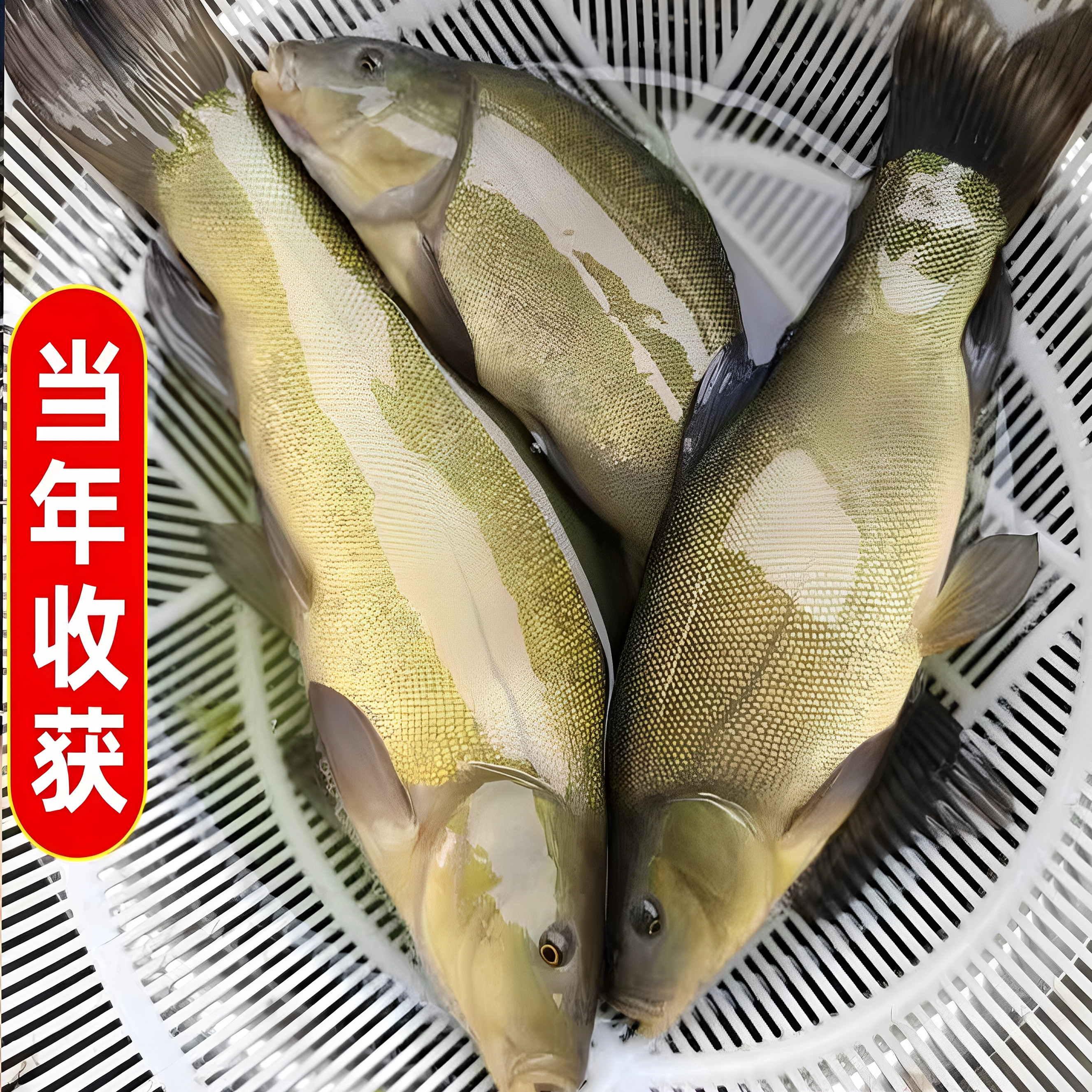 丁桂鱼苗淡水养殖食用鱼