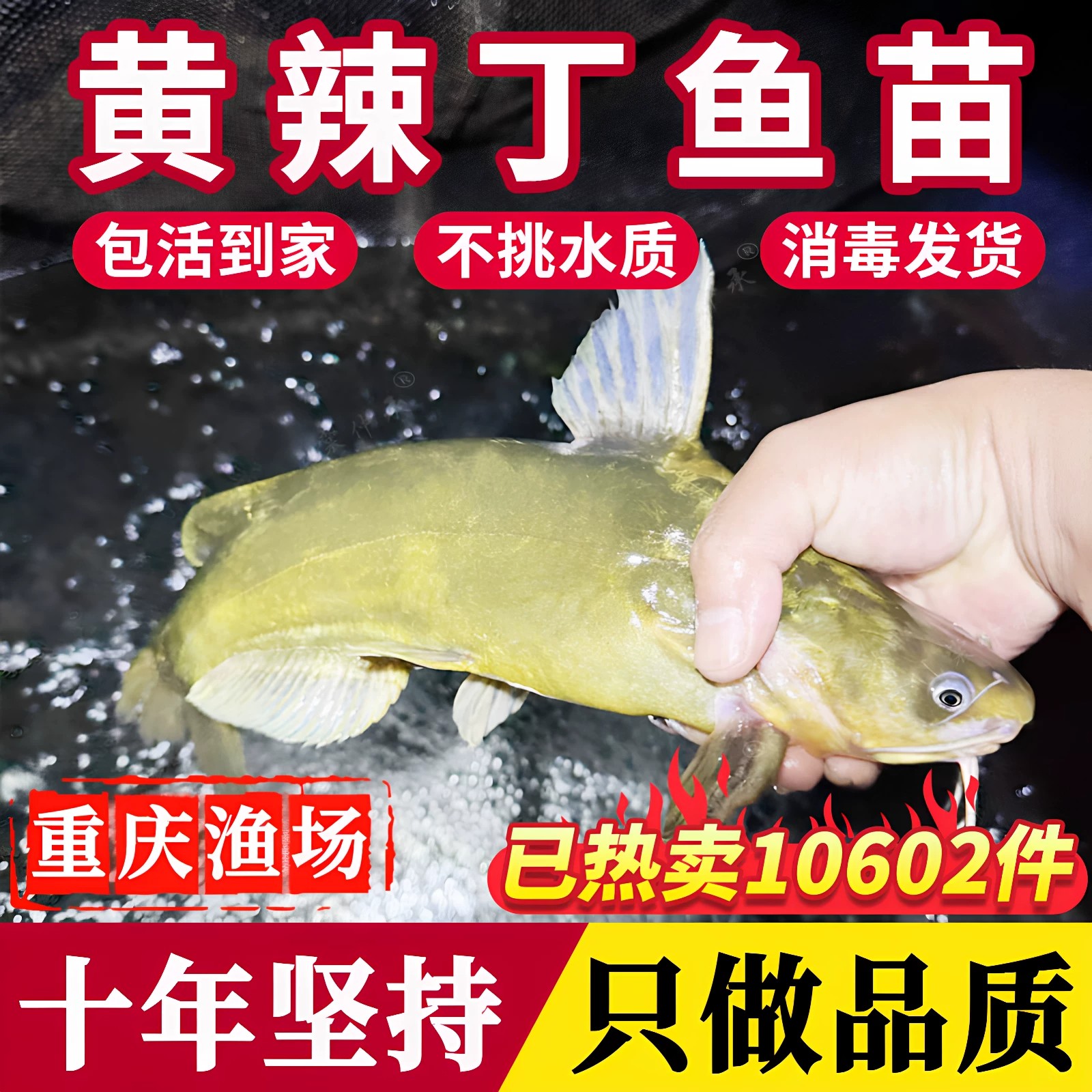 黄骨鱼苗黄辣丁黄颡三角峰牛尾巴本地淡水养殖鱼苗特大昂刺黄鸭叫