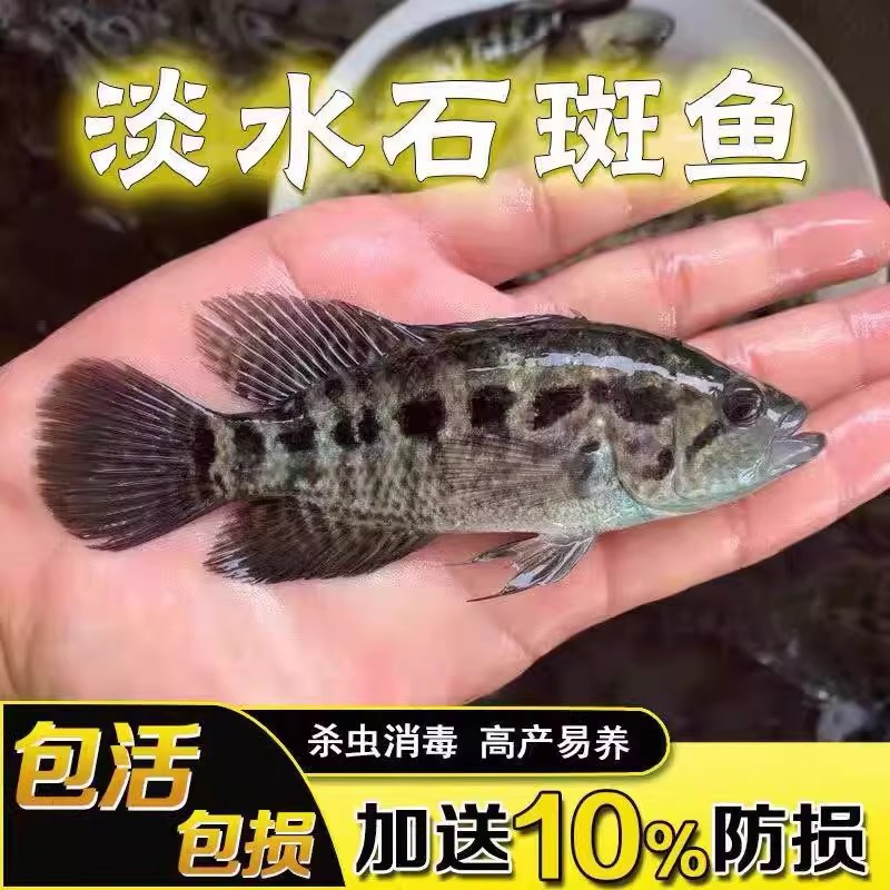 石斑鱼苗淡水苗鱼养殖花斑小鱼