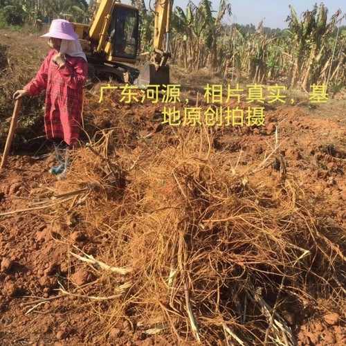 五指毛桃根细根干货捆扎袋装耕味源耕耘天下