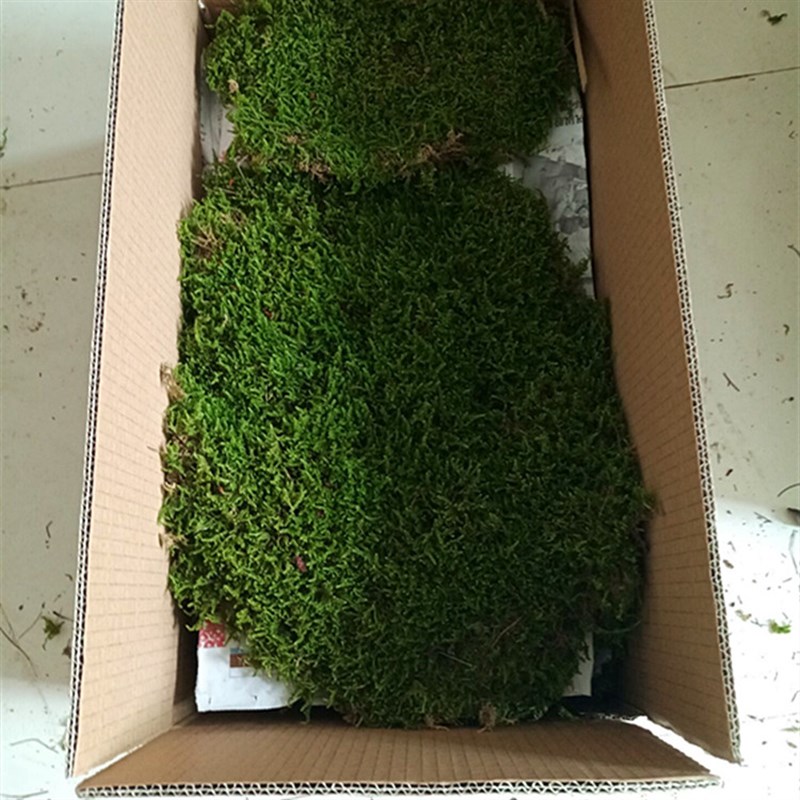 黄缘龟饲养环境造景苔藓乌龟爬宠生态养殖箱植物安缘宠物装饰垫材