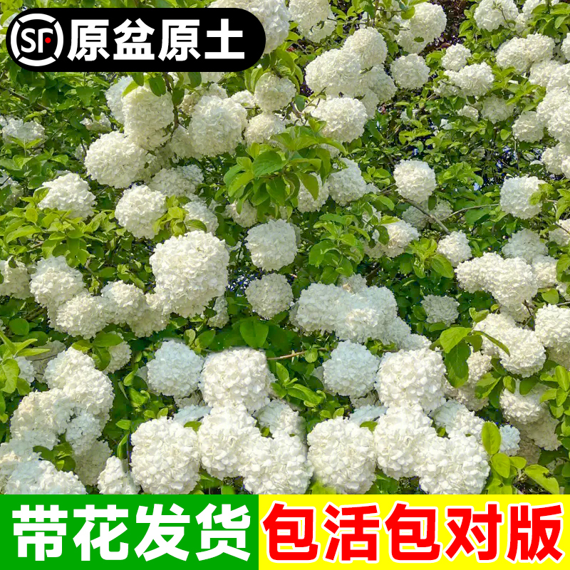 中华木绣球花苗树盆栽进口斗球欧洲木庭院阳台好养木本绣球大花苗