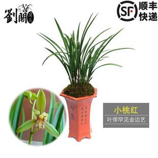 刘阁兰花 金边建兰四季兰花苗 小桃红 夏带花苞出售好养花卉盆栽