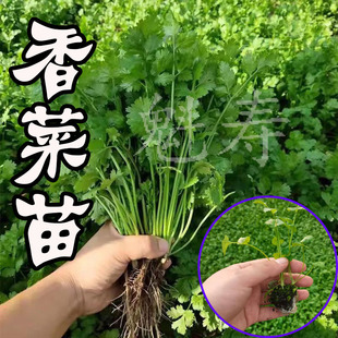 香菜苗四季 蔬菜种孑 小香菜种子大叶芫荽种苗阳台种植蔬菜盆栽四季