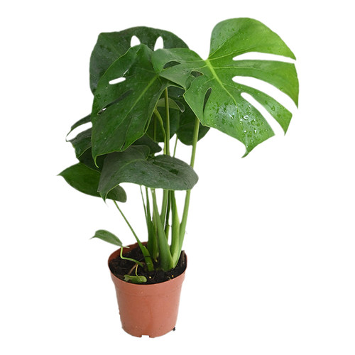 龟背竹盆栽植物室内客厅大叶绿植好养净K化空气四季常青 植迷者