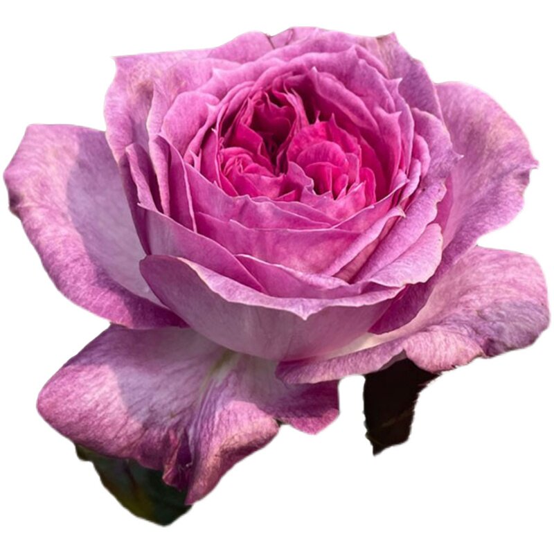 法国浓香蓝莓蛋糕玫瑰月季花苗四季开花紫色花P卉庭院阳台盆栽切