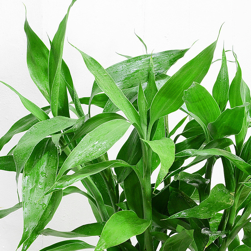 富贵竹 开运竹花瓶竹笼绿植办z公室内净化空气常绿大盆栽植物花卉,鲜花速递/花卉仿真/绿植园艺,大型绿植/成品组合盆栽,淘宝优惠券,粉丝福利购,淘宝优惠卷