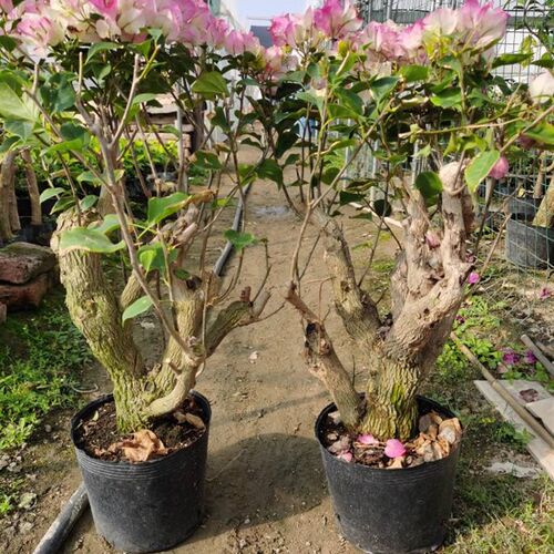 勒杜鹃--绿樱老桩三角梅本店满48元自H动包邮庭院种植阳台楼顶观