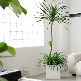 双层龙血树龙须树办公室内落地客厅D造型乔迁送礼别墅大型绿植盆