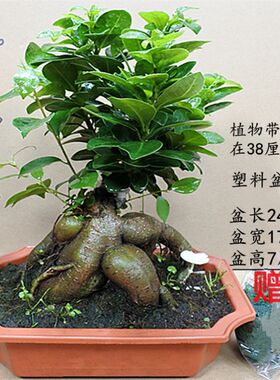 金钱榕盆栽绿植花卉老桩造型 s弯摇钱树观赏植物小叶X人参榕树盆