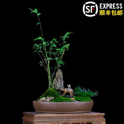 米竹盆栽茶几桌面办公室绿植微景观盆景植物室内凤尾X竹观赏竹好