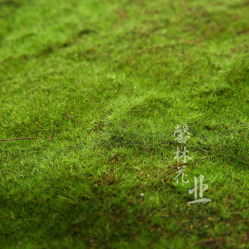 仿真突出草坪1米*1米植绒草皮植物墙造景青苔P块地毯橱窗苔藓草坪