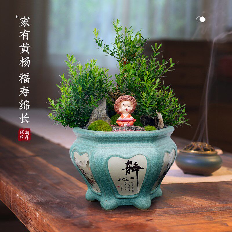 黄杨盆景绿植室内l小盆栽老桩客厅桌面名贵木植物办公室好养活四