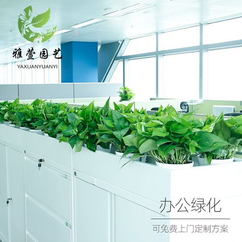 深圳办公室盆栽植物租赁绿植绿z化养植物花卉租摆绿墙工程庭院设