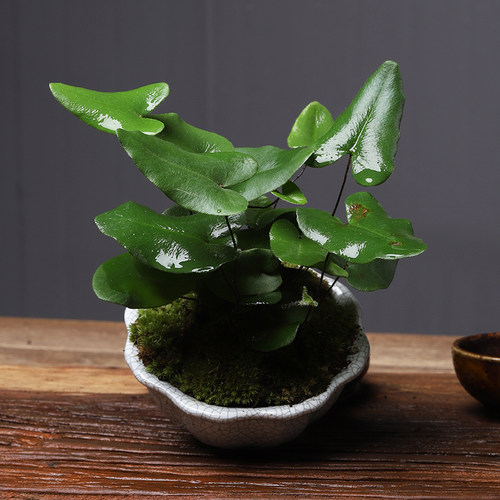心愿蕨绿植室f内盆栽好养线蕨水培植物客厅办公室茶桌小盆景铁耐