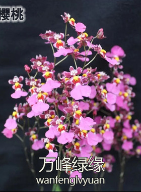 绿缘兰花   小樱桃 S室内观花植物