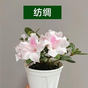 安库杜鹃纺绸 复色四季开花庭A院阳台绿植室内耐旱花卉杜鹃花苗酷